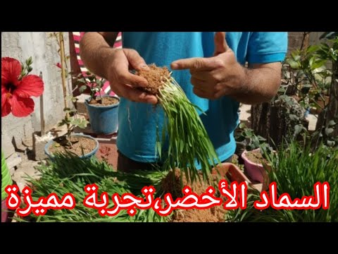فيديو: زراعة السماد الأخضر. الجزء الأول