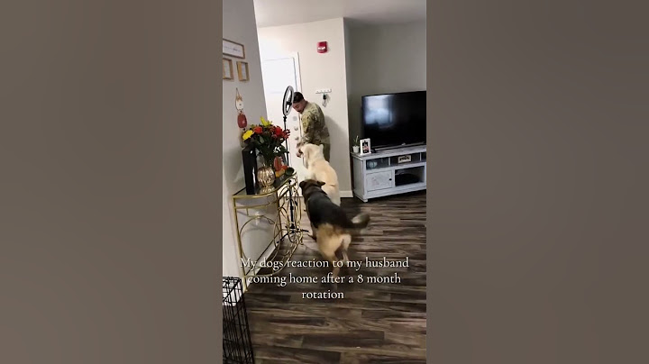 The Most Hilariously Cute Dog#funnydogs#cute#doglover#FunnyCuteDog#AdorablePuppy#FunnyCuteDog
