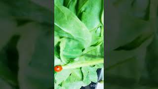 lady bug taking slides #funny #funnyvideo #funnyshorts