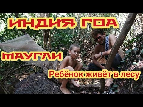 Индия. Гоа Январь 2021 В джунглях МАУГЛИ ребёнок живёт в лесу.  Баньян 3 дерево Бителз сегодня.