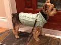 Dog Sweater Knitting Patterns | - Easy knit dog sweater pattern free DIY Purl Stitch