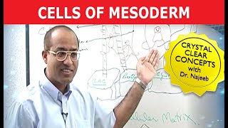 Cells of Mesoderm | Mesenchyme | Funny Clip 😄