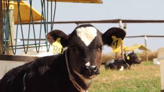 EM APENAS 5,8 ha FAZENDA PRODUZ 1.400 kg/LEITE/DIA