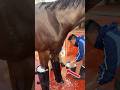 Cold Therapy for Horses – Here’s Why It’s Important!
