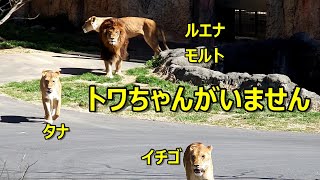 あれっトワちゃんがいません　〜 Lion (ライオン)〜　多摩動物公園