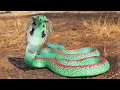 दुनिया के 7 खूबसूरत सांप | Top 7 Most Beautiful Snake In The World