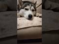 Husky on the bed