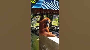 Hello Orangutan #thevetpreneurvoice #indonesia #orangutan #bukitlawang #sumatra #morningvibes #vibes
