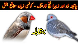 Diamond Dove vs. Zebra Finch | Comparison of China Dove & Zebra Finch Farming | چائینہ ڈو زیبرا فنچ