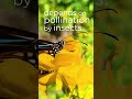 The Importance of pollinators
