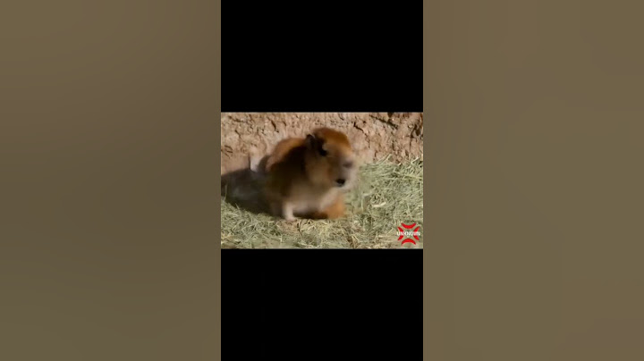 Cute capybara flying to the moon meme