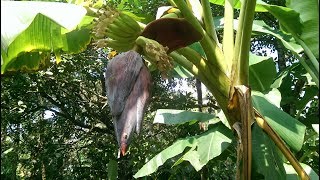 VazhaKoombu thoran/Banana blossom stir  /വാഴക്കൂമ്പു തോരൻ#60