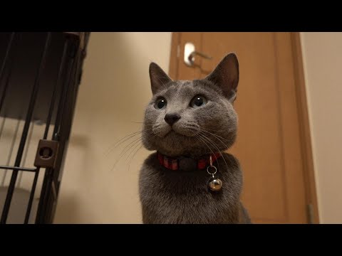 首輪を献上【ロシアンブルー】サンタさんから猫ちゃんにプレゼントが届いてたよ。
