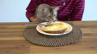 How to Lose Your Breakfast to a Cat by Purrsome Brothers 1,223 views 4 years ago 4 minutes, 37 seconds