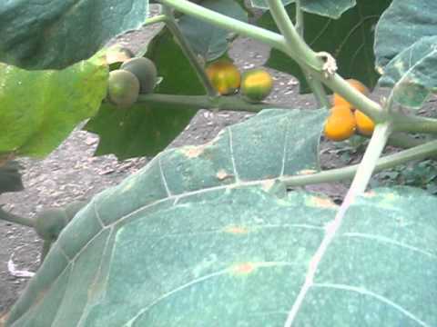 Video: Growing Naranjilla: Lær om Naranjillas vekstbetingelser