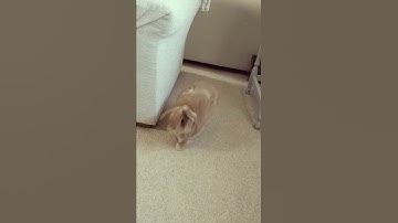 Rabbit run in slow motion