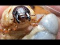 幼虫を水に浸ける本当の理由【カブトムシ飼育】
