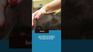 Belçika'da şirketler köpek dostu ofis politikalarına yöneliyor