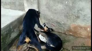 Doberman Real Fight