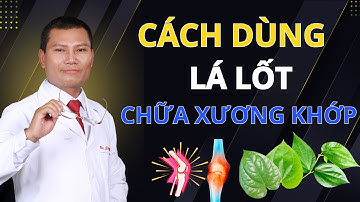 Thực Hư Chuyện Lá Lốt Chữa Đau Nhức Xương Khớp - Sự Thật ít Ai Biết | Tuấn Thầy Thuốc