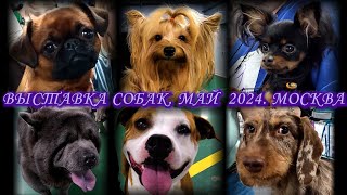 Выставка собак. Май 2024. ВЦ 