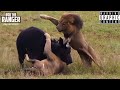 Male Lions Ambush Buffalo And Calf! (Epic Lion vs Buffalo Action Highlights!)