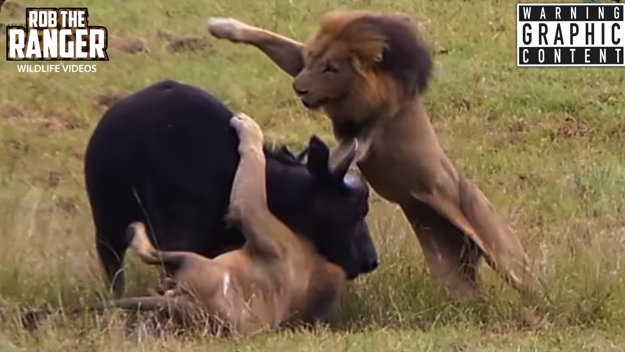 Male Lion Attack 91