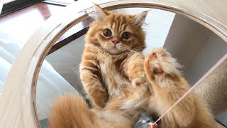 【マンチカンの子猫】のモフモフなお腹を堪能してください/Enjoy the fluffy belly of a munchkin kitten