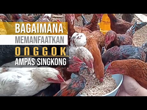 Video: Budidaya bawang putih sebagai bisnis: rencana bisnis, metode, dan fitur teknologi. Menanam bawang putih dalam skala industri