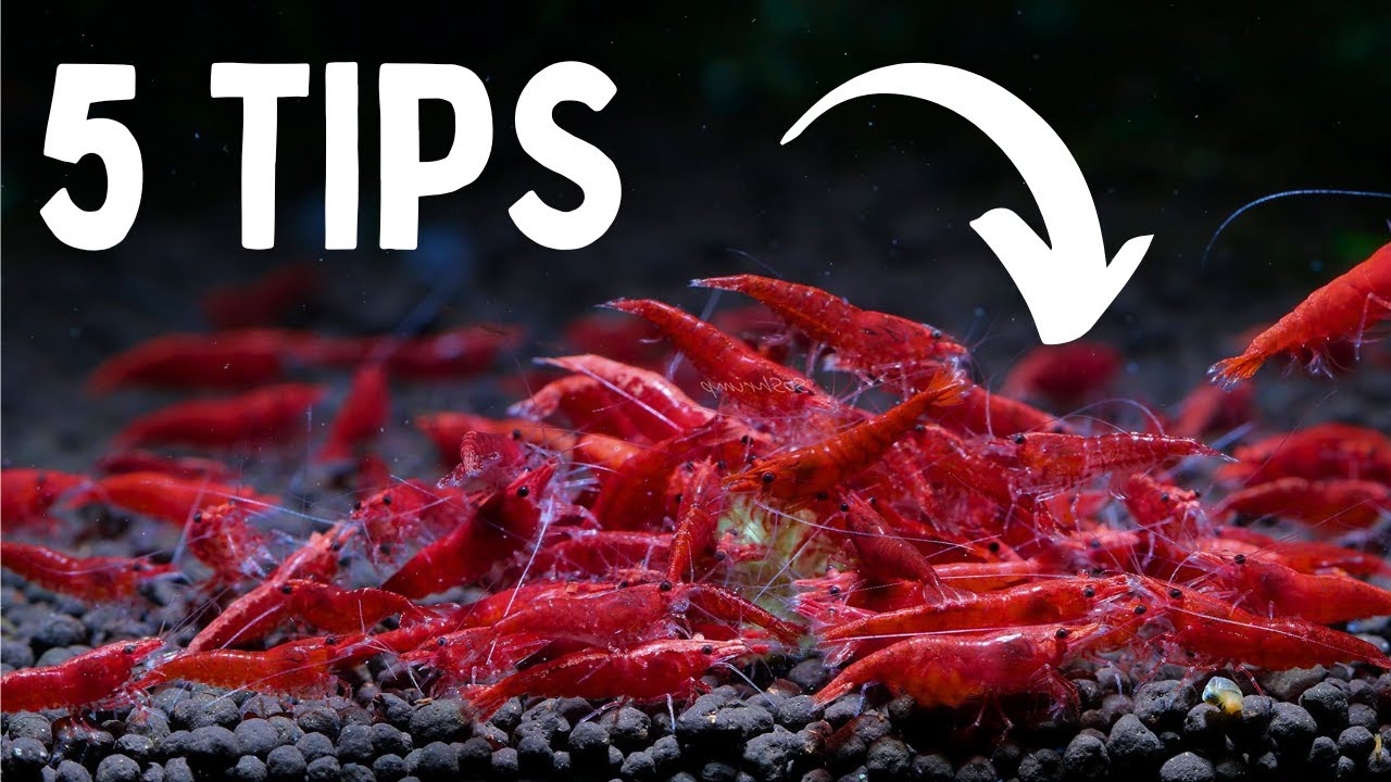 Keeping Cherry Shrimp In a COMMUNITY Aquarium | TOP 5 TIPS - YouTube
