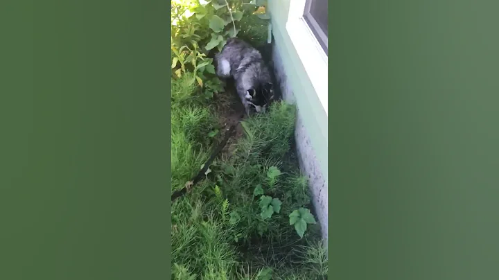 Husky Throws Tantrums While Pet Parent Tries to Give him Bath - DayDayNews