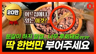 식물이 안 자랄때 분갈이 대신 이걸 부어주세요ㅣ한달에 한번, 10,000% 효과를 보여준 식물영양제!! 꽃을 잘 피우게 되고 너무 잘 자랍니다  식물 전문가들도 다 쓴다구요?!