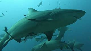 shark feeding Fiji no cage, a bull sharks tail hit me right in the head we were that close