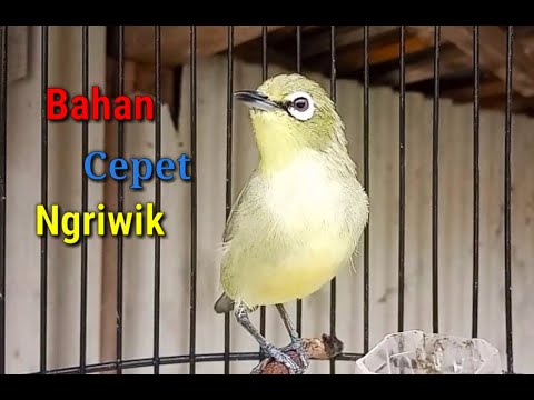 PUTAR DAN BUKTIKAN ‼️ Terapi Pleci Ini Mampu Bikin Pleci Bahan Cepat Ngeriwik