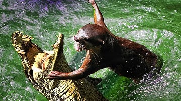 Không Giới Hạn New - Rái Cá | KẺ TÁT VỠ MỒM CÁ SẤU TRẢ THÙ CHO LỬNG MẬT | #77