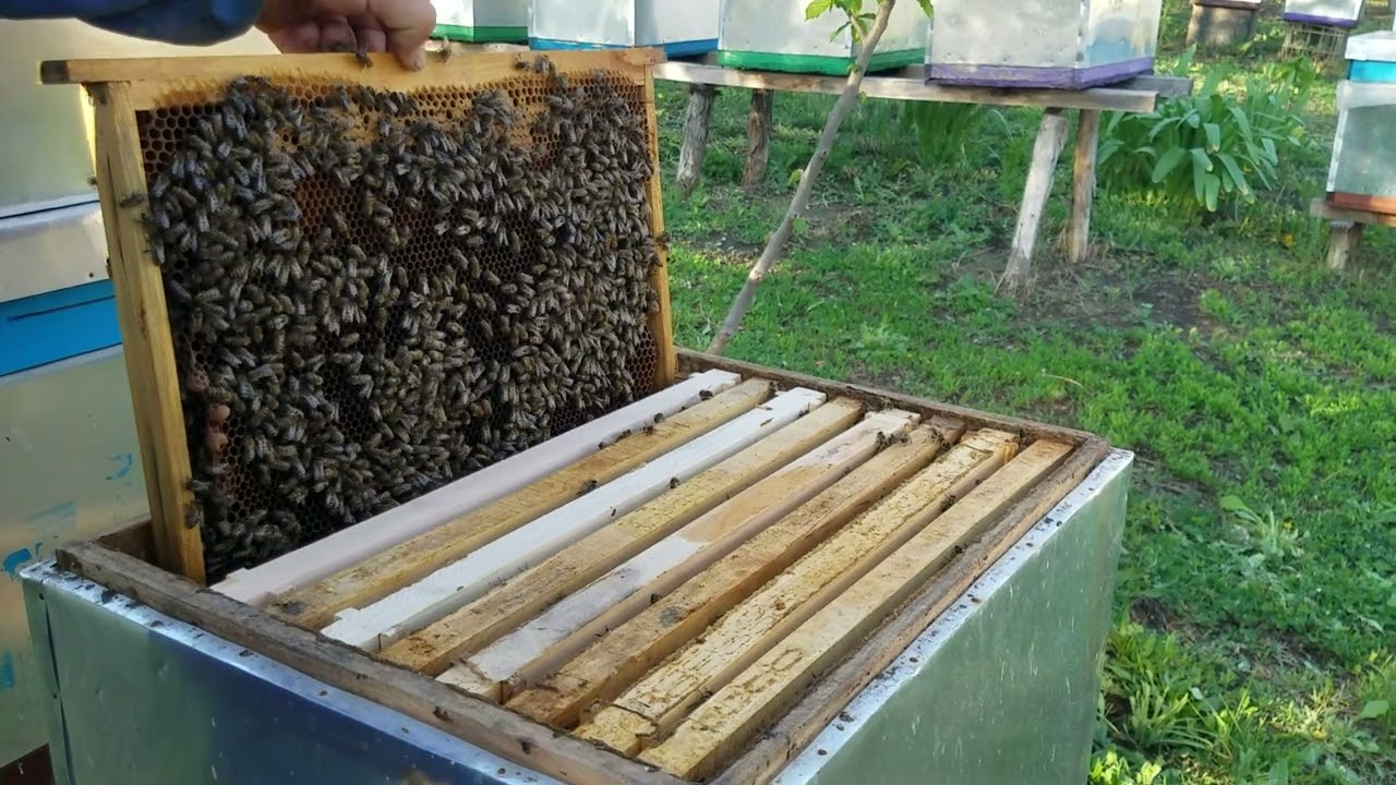 363.Pun corpul de recoltă.