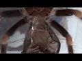 Брахипельма смити - линька L11 (определение пола паука)