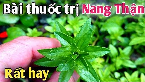 Bài thuốc trị Suy giảm chức năng Thận, trị Nang Thận Rất | PHAN HẢI Channel