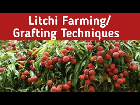# GRAFTING # Litchi Plant Grafting # Simple Steps