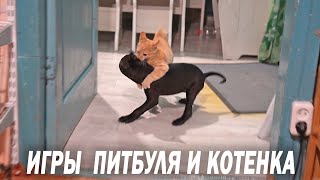 Папапапарарарам игры щенка питбуля с котенком.