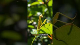 Interesting facts about Praying Mantis. #prayingmantis #animals #shorts #animalfacts