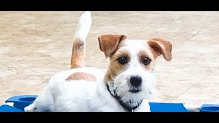 Dog Training, Oliver, Jack Russell, Day 2: Come + Place + Sit  | Long Line | Blairesville GA