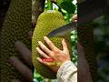 Giant Jackfruit Cutting ASMR 🌳🔪#shorts #jackfruit #asmr #satisfying #ai #aishorts #ytshorts
