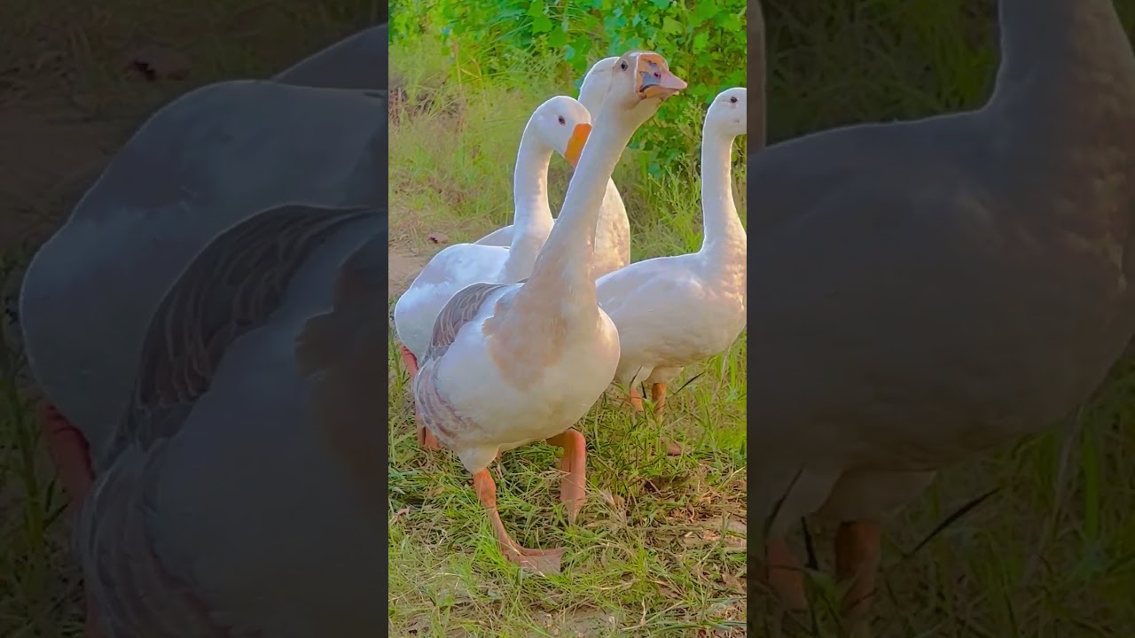 Ducks are enjoying the natural beauty of Lake and Forest 
