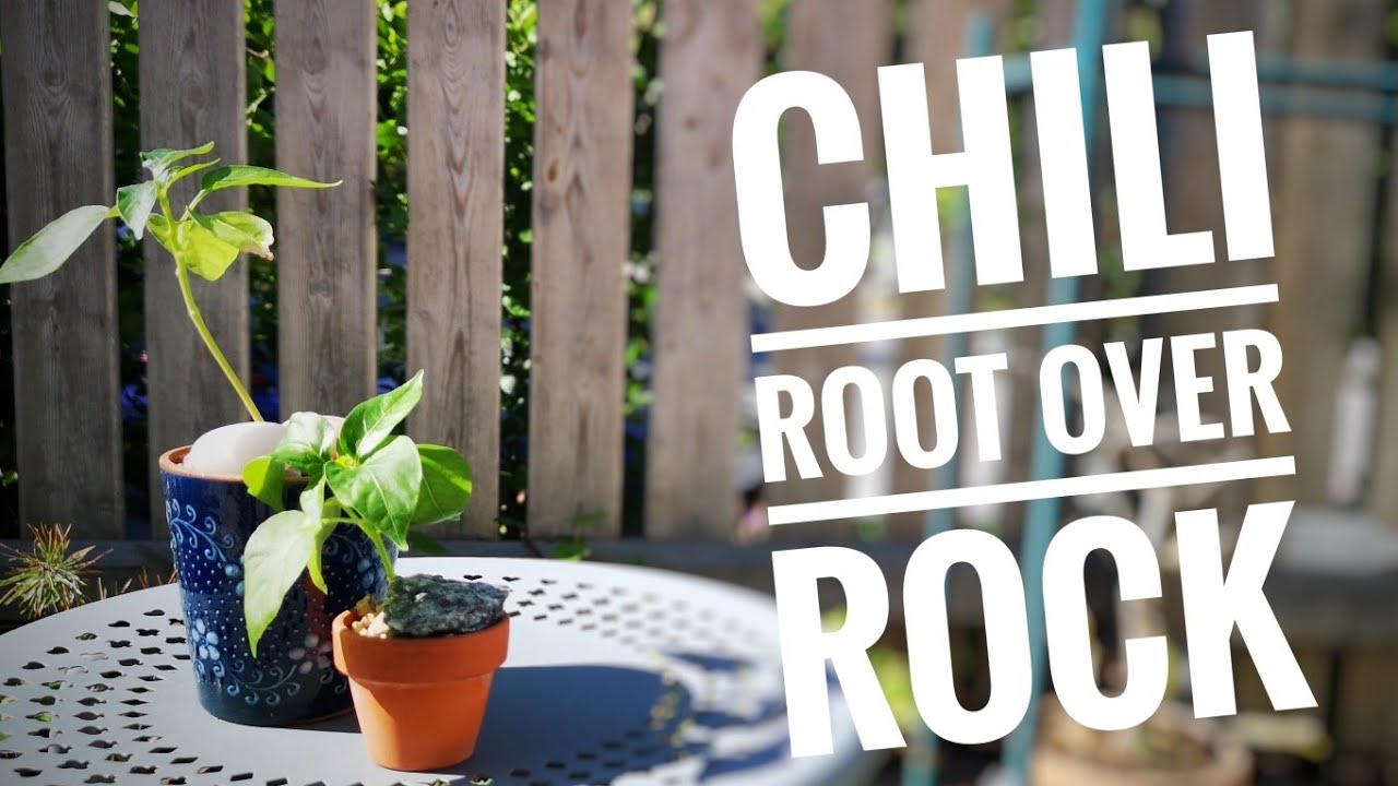 Chili root over rock experiment 🌶️🌱 - June 2019 - YouTube