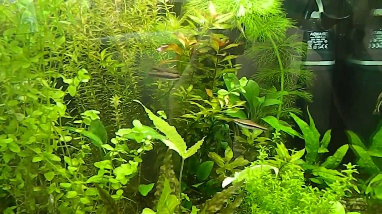 Нанностомус Бекфорда, или Бэкфорда - Nannostomus beckfordi