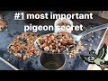 Belgian Racing Pigeons : Nr 1 Best Racing Pigeon Secret | How To Feed