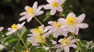 Renew My Life Lord Jesus - by Renew Life Channel