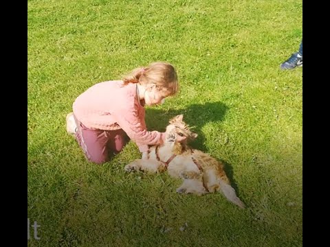 Video: Sådan stopper du en hund fra at bide sin hale