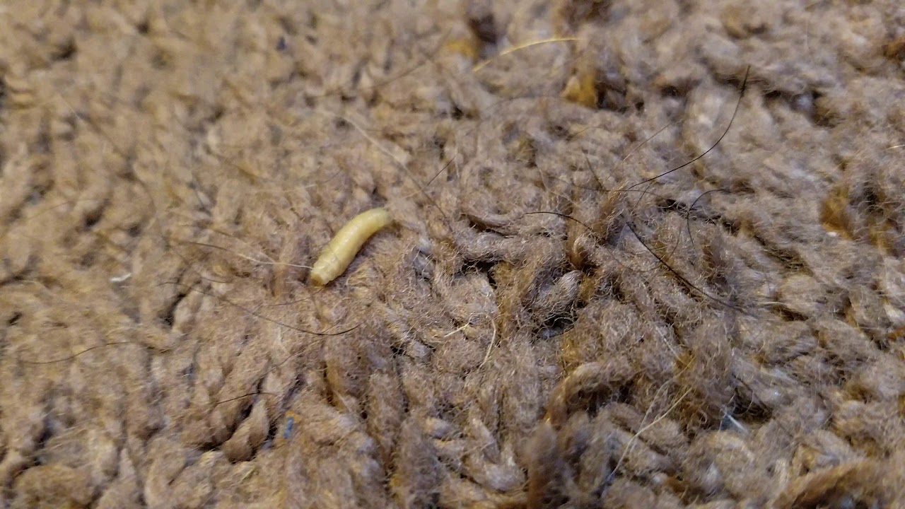 Carpet Worms